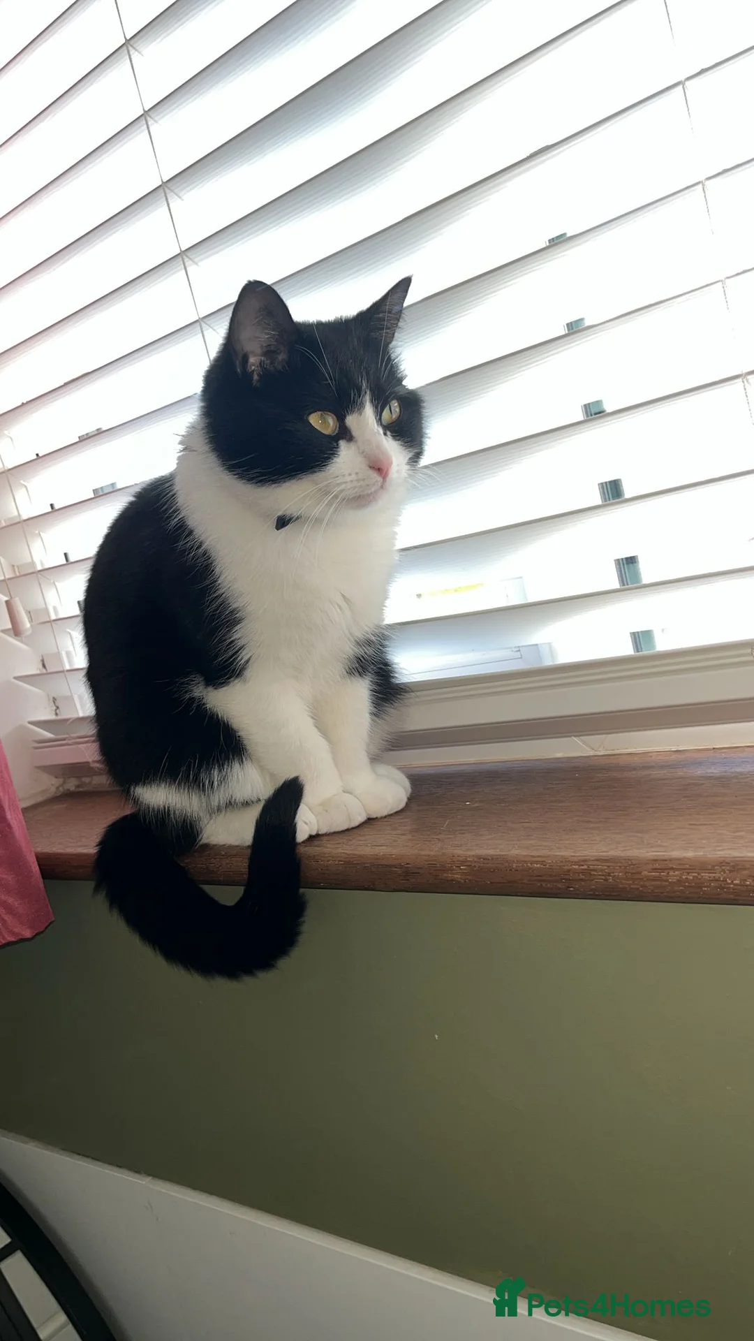 Mixed Breed cats for sale: Loving gentle girl  - Advert 5