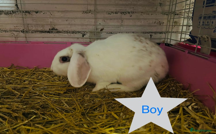 Mini Lop rabbits in Newark - Advert 16