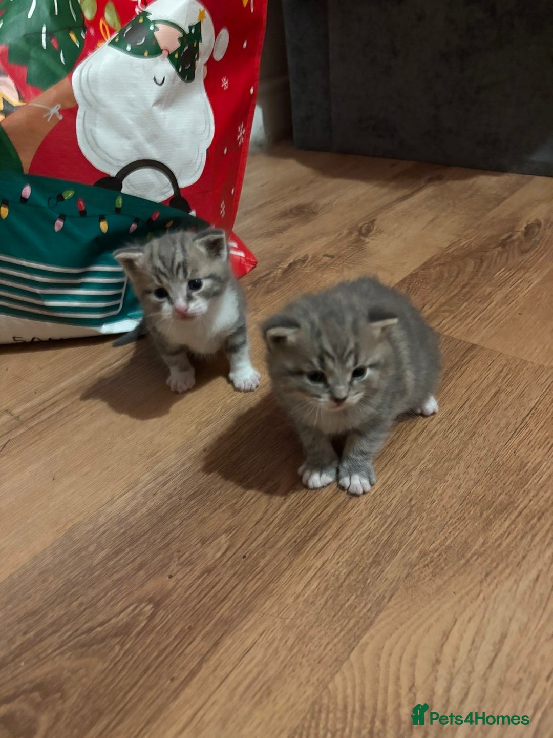 Mixed Breed cats for sale: 2 Grey (blue) and one darker tabby kittens  - Advert 21
