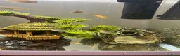 Cichlids fish for sale: African cichlids - Advert 3