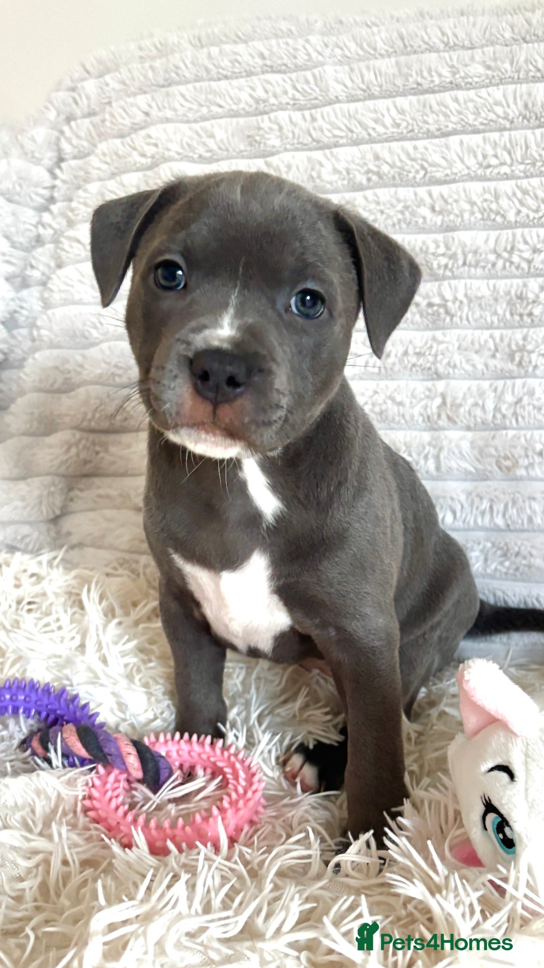 Staffordshire Bull Terrier dogs for sale: 🩵🌸Stunning Staffordshire Bull Terrier female🌸🩵 - Image 10