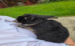 Netherland Dwarf rabbits for sale: Pure Netherland Dwarfs READY TO LEAVE! - Advert 1