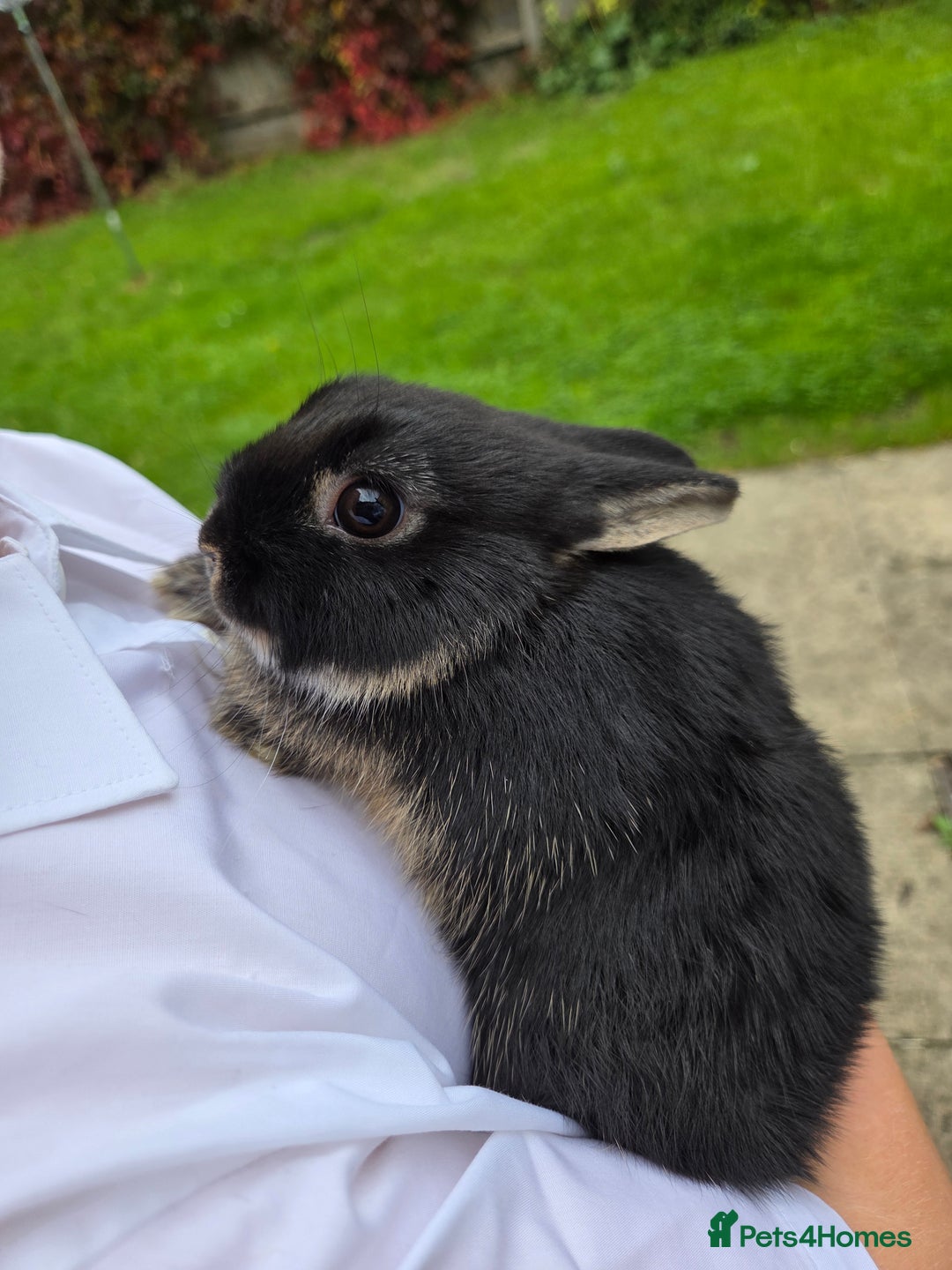 Netherland Dwarf rabbits for sale: Pure Netherland Dwarfs READY TO LEAVE! - Advert 1