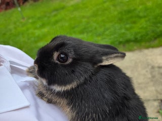 Netherland Dwarf rabbits Pure Netherland Dwarfs READY TO LEAVE! - Advert 6