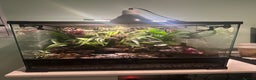 Frog reptiles for sale: 3x Blue Foot Dendrobates Leucomelas  - Advert 2