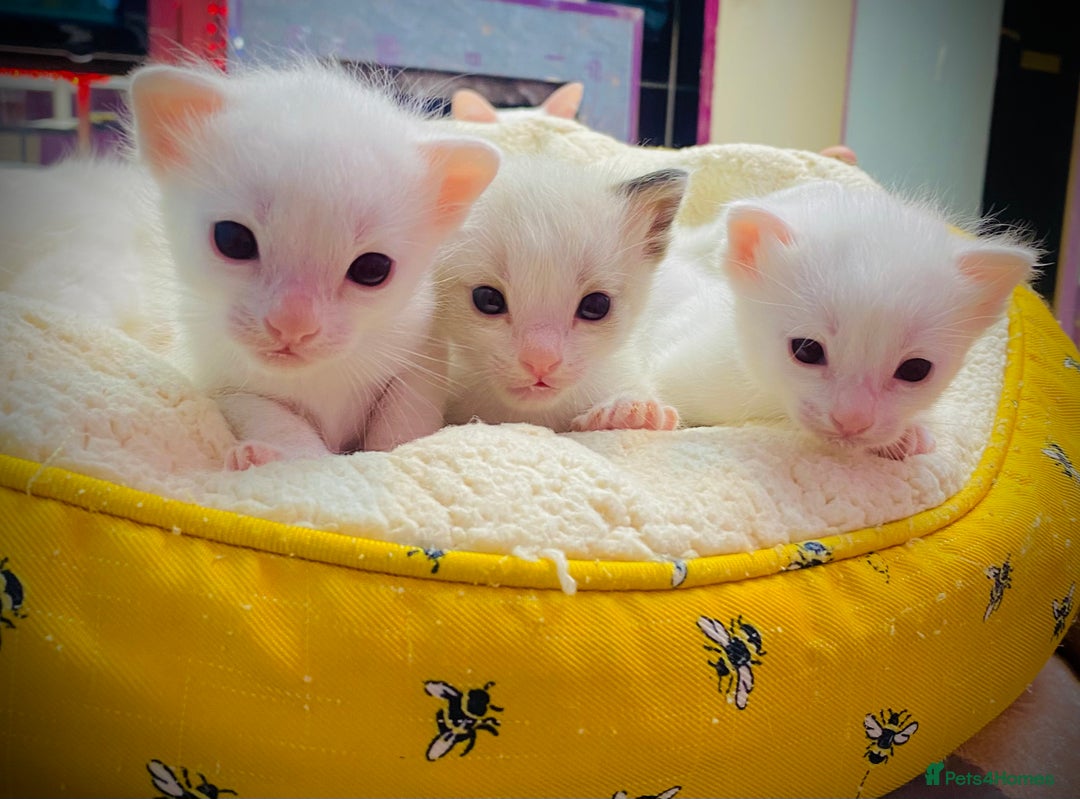 Ragdoll cats for sale: Beautiful Ragdol - Image 13