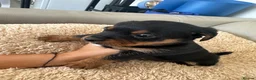 Mixed Breed dogs for sale: Dachshund puppies  in Birmingham - Advert 13