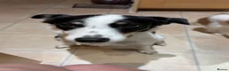 Border Collie dogs for sale: 2 Year Old Border Collie  - Advert 3