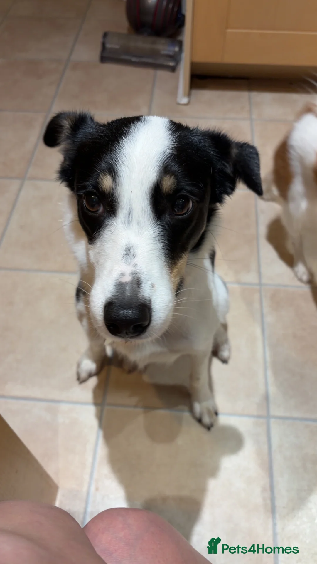 Border Collie dogs for sale: 2 Year Old Border Collie  - Advert 3
