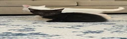 Domestic Shorthair cats for sale: 5 kittens for sale. - Advert 5