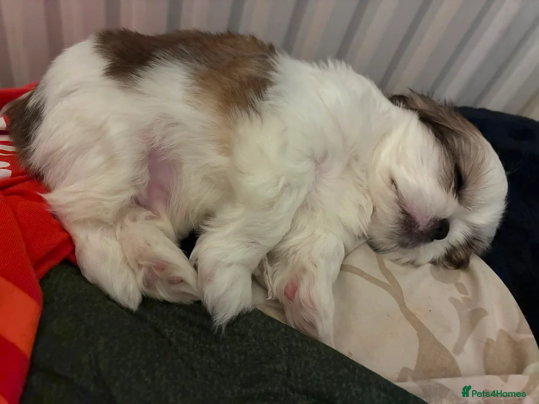 Shih Tzu dogs for sale: 2 Adorable male miniature imperial shih tzu's  in Sutton-in-Ashfield - Advert 2