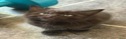 Munchkin cats for sale: Beautiful Black Female kitten looking 4 home - Advert 5