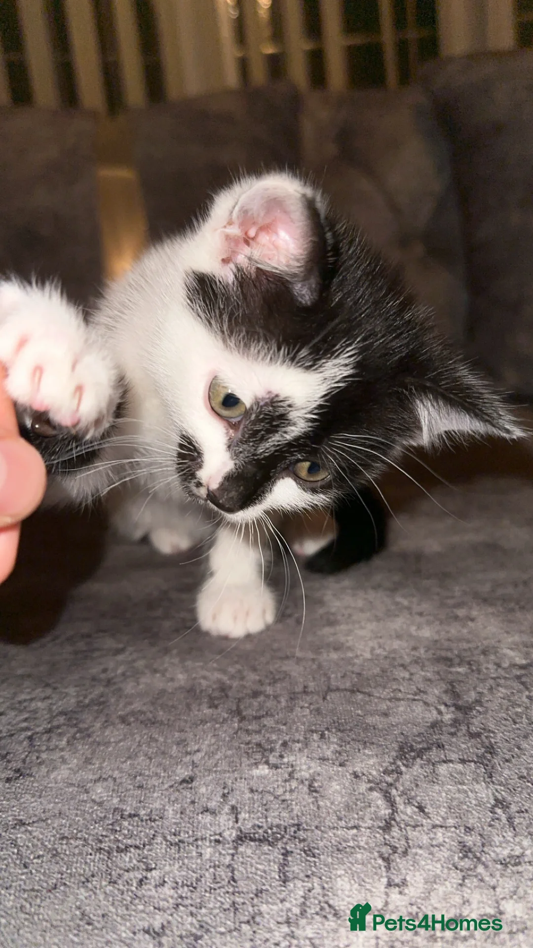 Domestic Shorthair cats for sale: Gorgeous tabby and British shorthair kitten - Advert 28