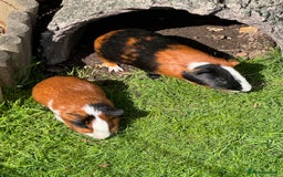 Guinea Pig rodents for sale: Guinea pig boars Torts  - Image 5