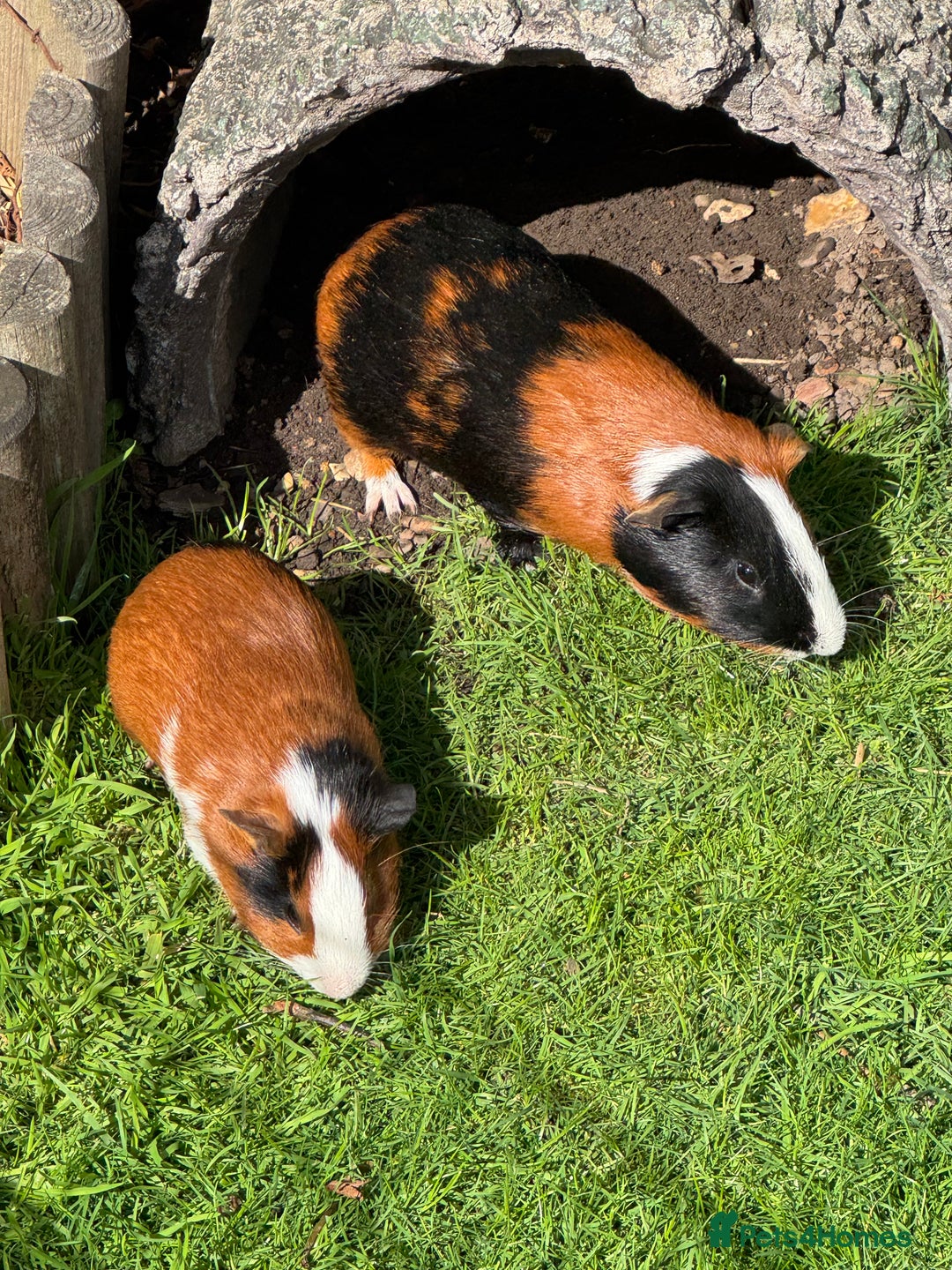 Guinea Pig rodents for sale: Guinea pig boars Torts  - Image 5