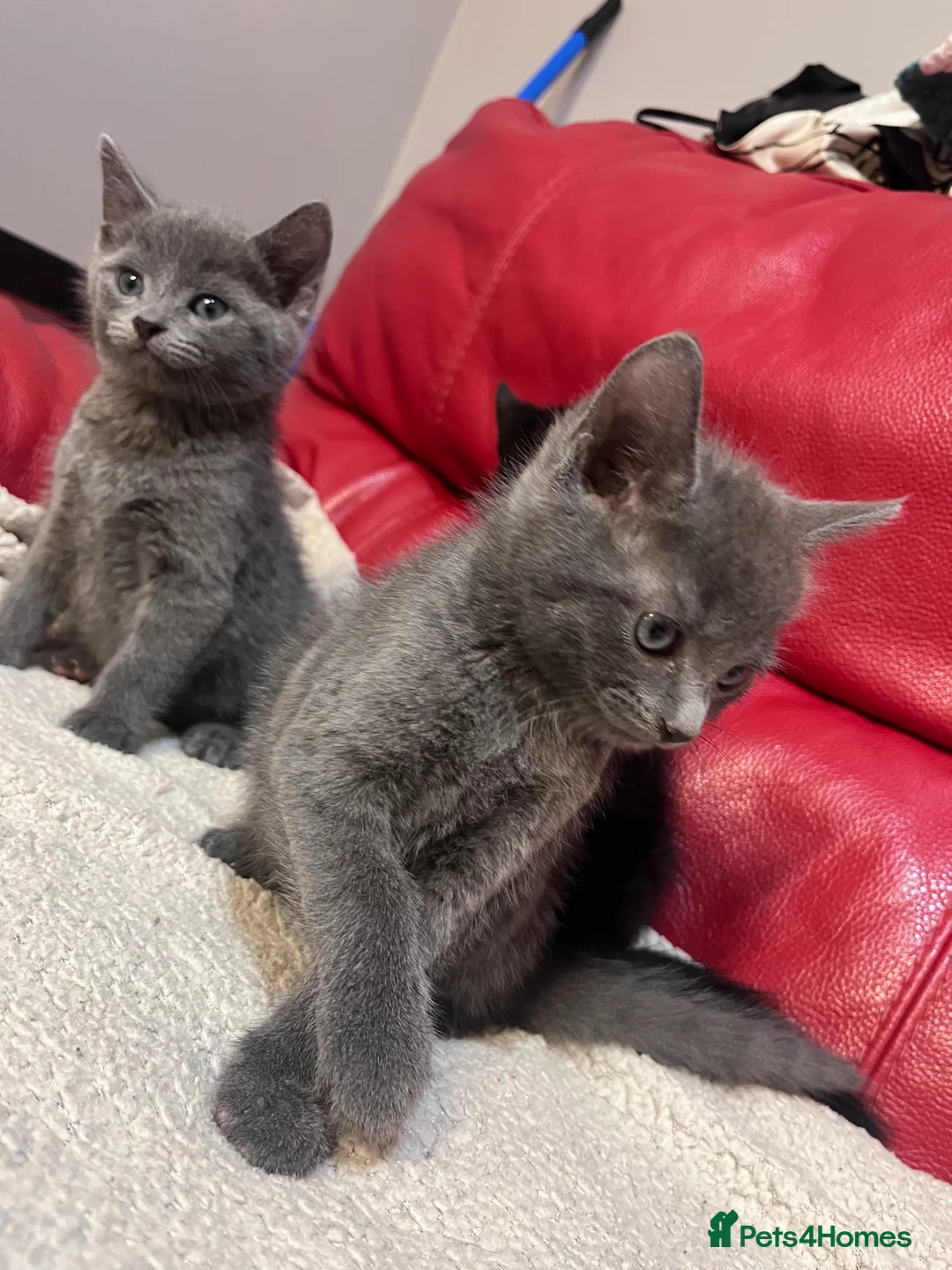 British Shorthair cats for sale: 5 adorable males looking for new home - Advert 8