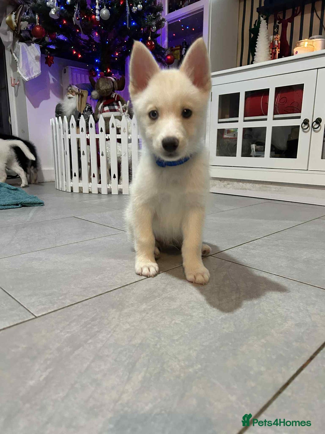 Pomsky dogs for sale: READY SMALL F4 POMSKY - Advert 20