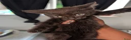 Mixed Breed cats for sale: Playful Kittens Ready for Loving Homes in Milton Keynes - Advert 2