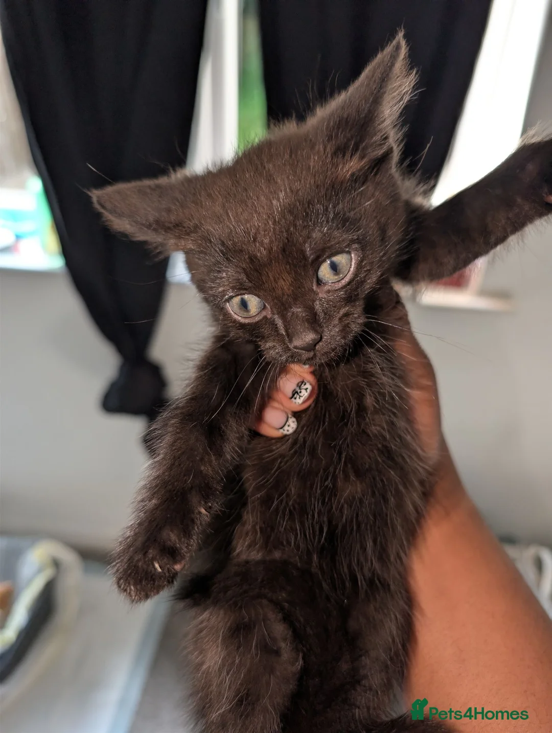 Mixed Breed cats for sale: Playful Kittens Ready for Loving Homes in Milton Keynes - Advert 2
