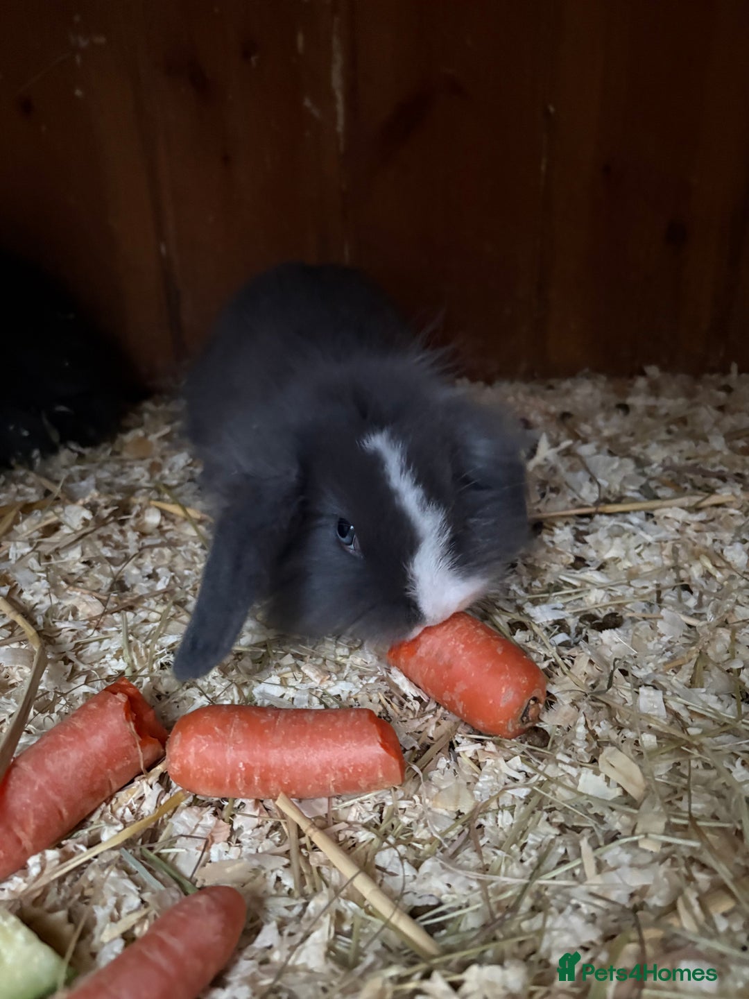 Mini Lop rabbits for sale: Mini lop baby rabbits for sale. - Advert 18