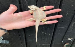 Bearded Dragon reptiles for sale: Bearded Dragons - stunning babies  - Image 15