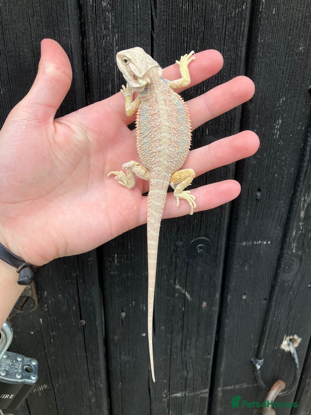 Bearded Dragon reptiles for sale: Bearded Dragons - stunning babies  - Image 15