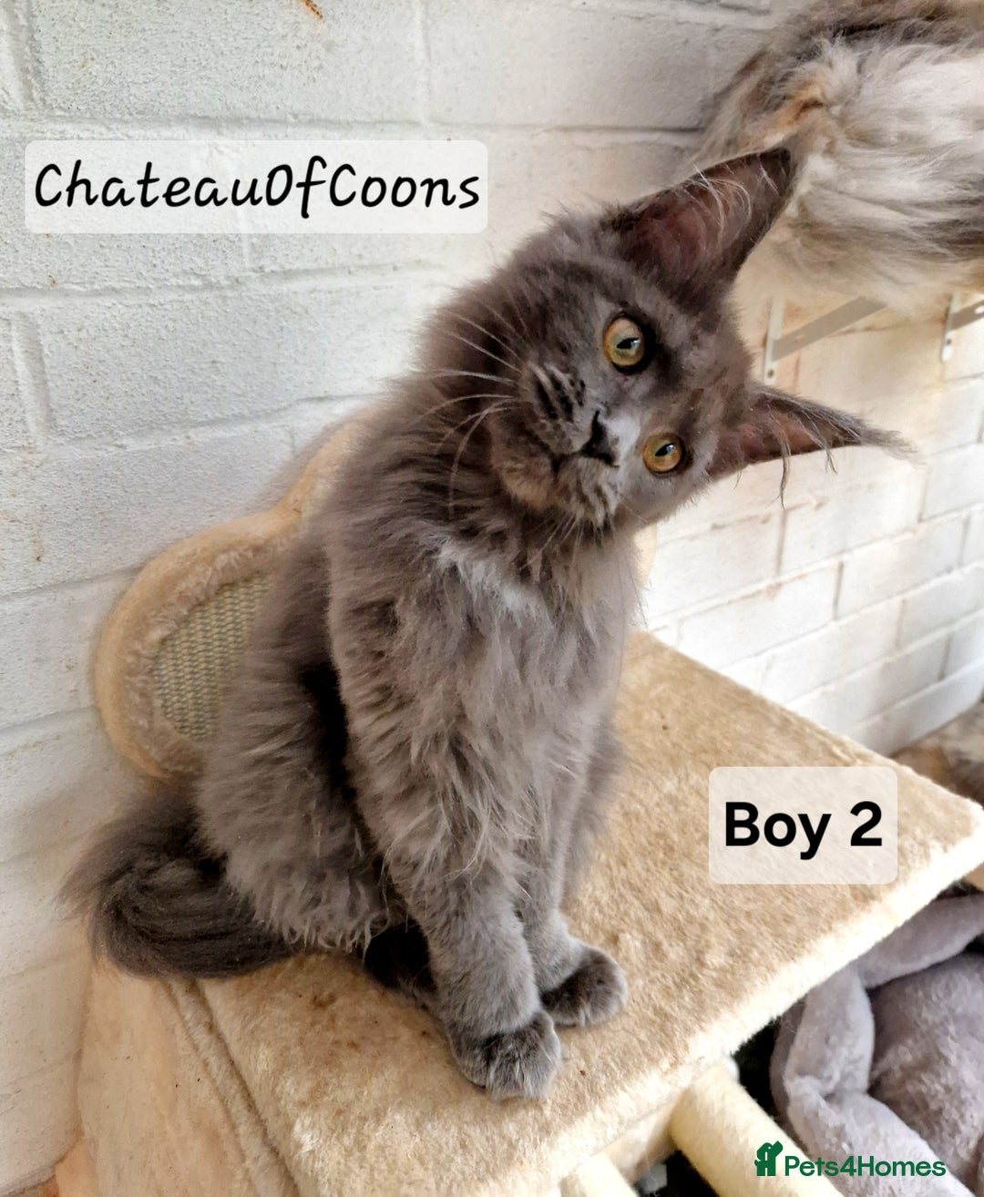 Maine Coon cats for sale: Stunning Black Smoke Registred Maine Coon Kittens - Advert 3