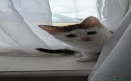 Maine Coon cats for sale: Maine Coon kittens available to loving homes 💖 - Image 10