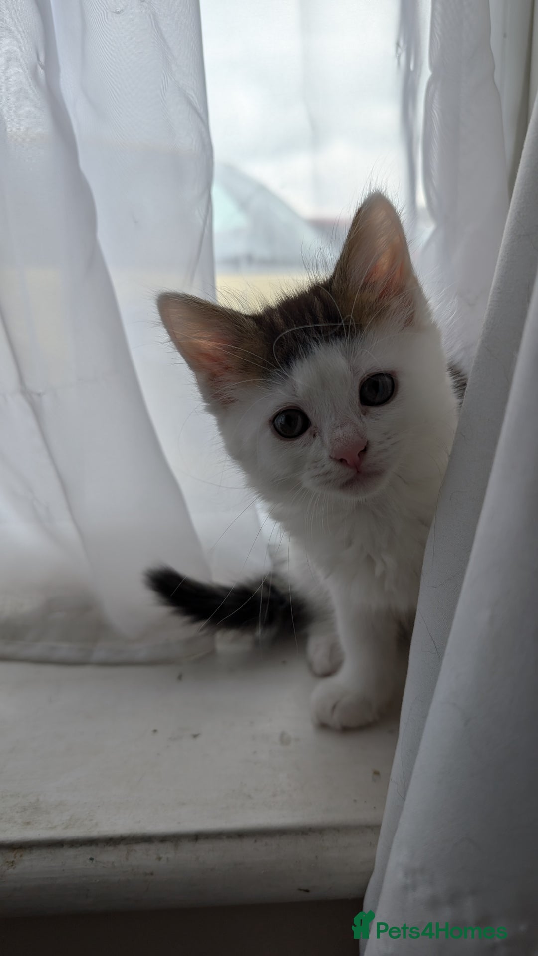 Maine Coon cats for sale: Maine Coon kittens available to loving homes 💖 - Image 10