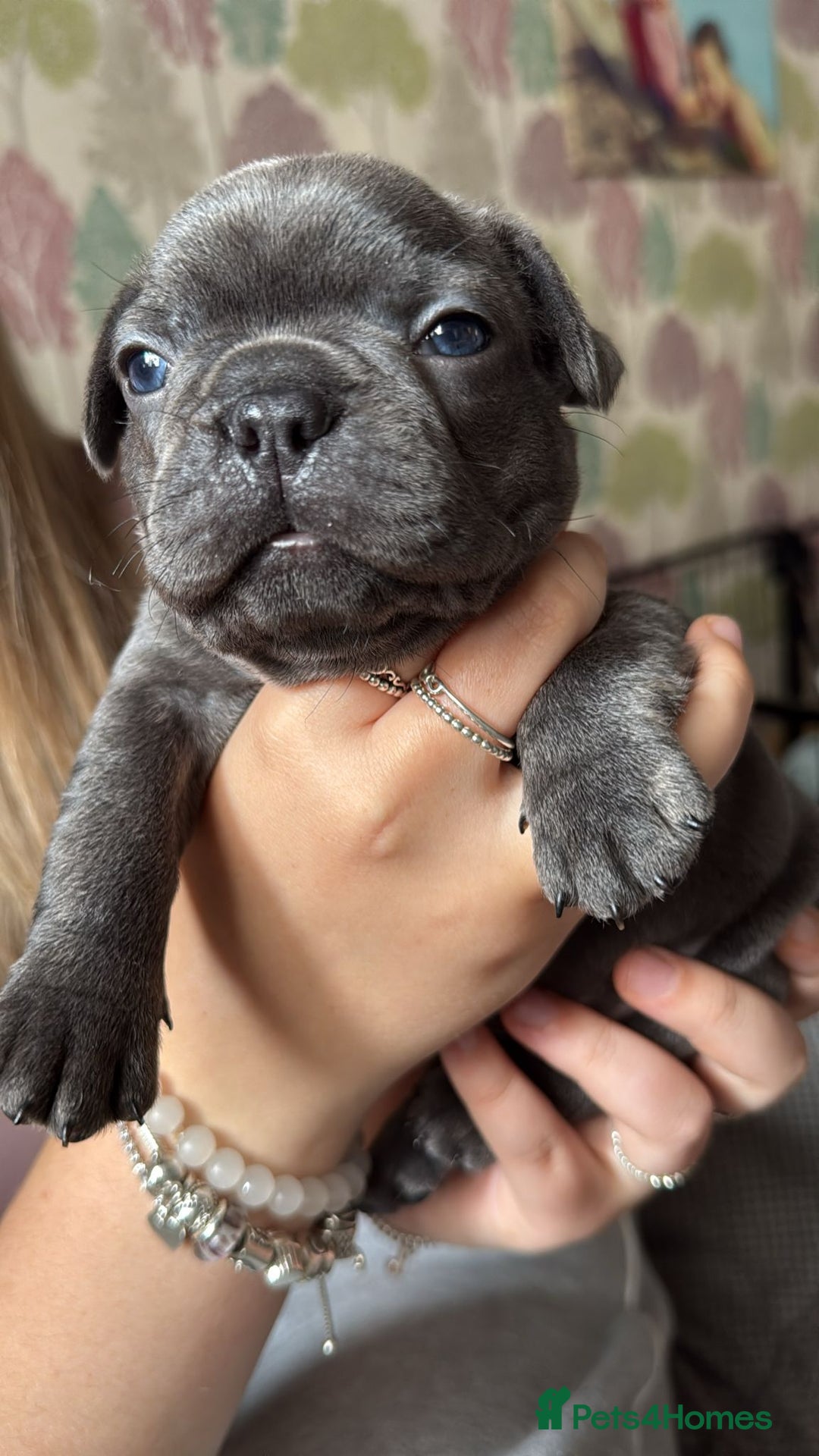 French Bulldog dogs for sale: 2 beautiful litters of French bulldog puppies - Image 18