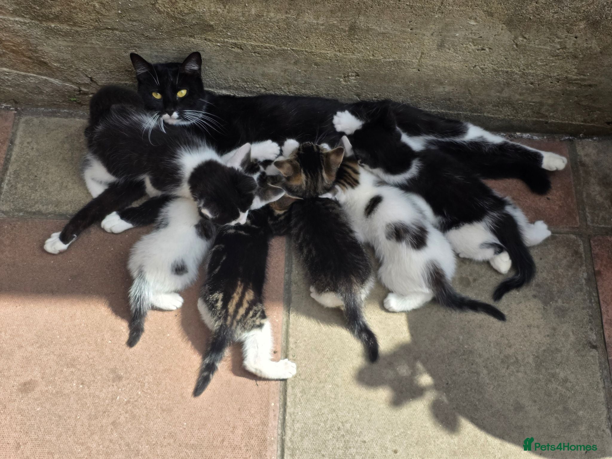 Mixed Breed cats Cute kittens for sale (NEED GONE ASAP) - Advert 1