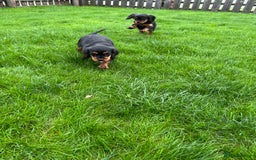 Cavalier King Charles Spaniel dogs for sale: ⭐️ fully Health tested KC reg cavalier puppies  - Image 14