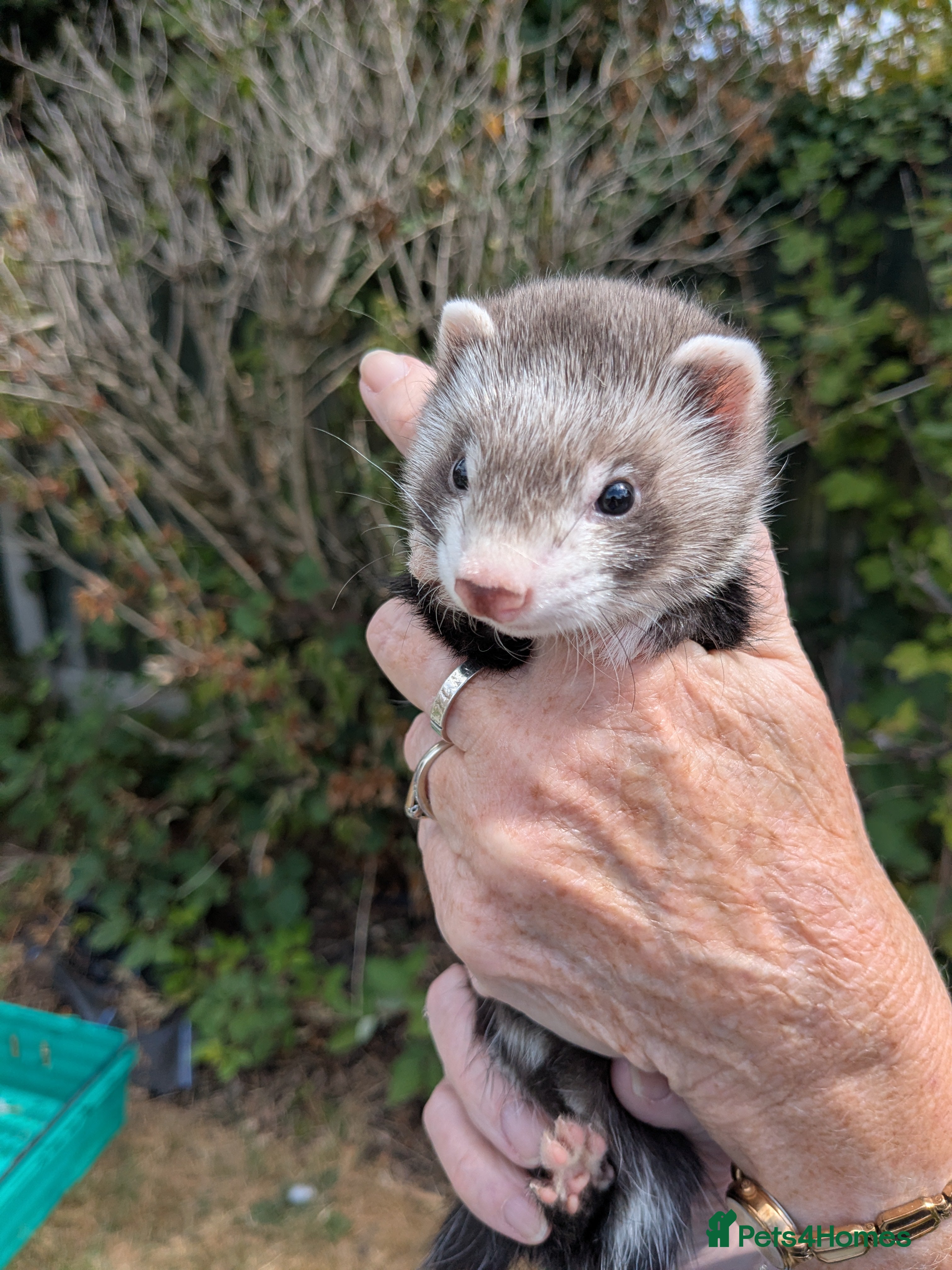 Ferret rodents Bady Ferrets  - Advert 11