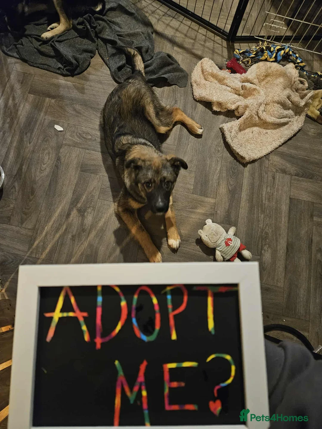 Mixed Breed dogs for adoption: Colby for adoption in Hastings - Advert 3