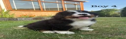 Bernese Mountain Dog dogs for sale: BEAUTIFUL BERNESE MOUNTAIN DOG PUPPIES-4 BOYS !!! - Advert 36