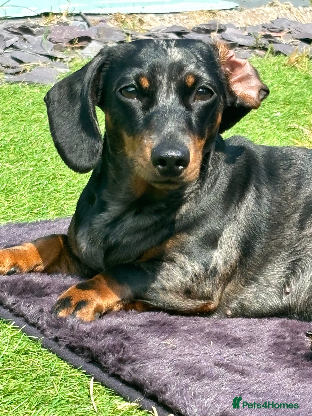 Dachshund dogs for sale: Miniature Dachshund  - Image 2