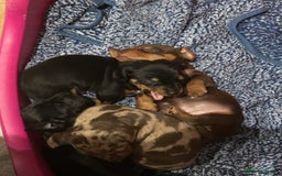 Miniature Dachshund dogs for sale: 🐾 Adorable mini dachshund puppies 🐾 - Image 13