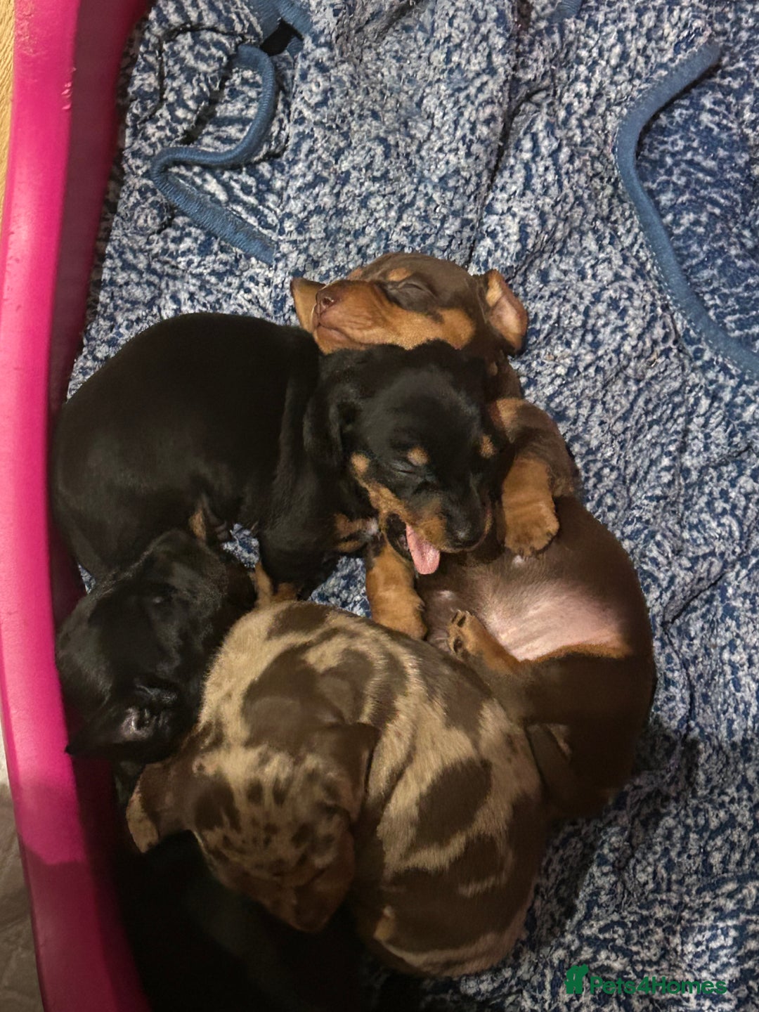Miniature Dachshund dogs for sale: 🐾 Adorable mini dachshund puppies 🐾 - Image 13
