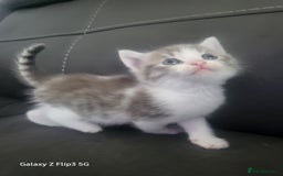 Domestic Shorthair cats for sale: Mixed litter domestic shorthair - Image 6