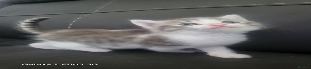 Domestic Shorthair Kitten 2