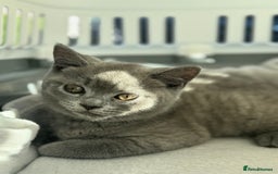 British Shorthair cats for sale: British Shorthair Male Kitten Grey - Image 10