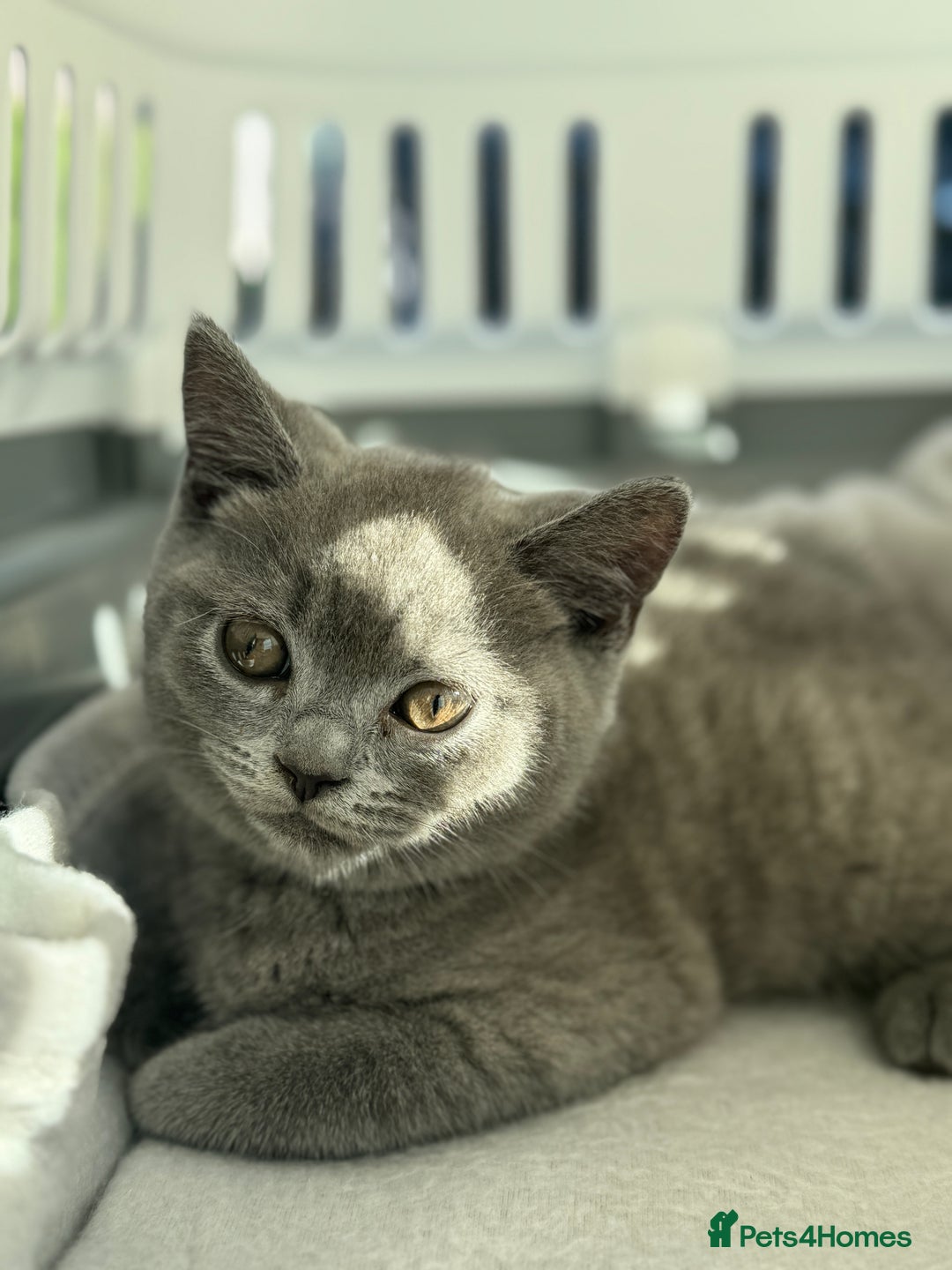 British Shorthair cats for sale: British Shorthair Male Kitten Grey - Image 10
