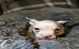 American Bully dogs for sale: perfect puppys - Image 30