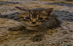 Mixed Breed cats for sale: kittens for sale  - Image 4