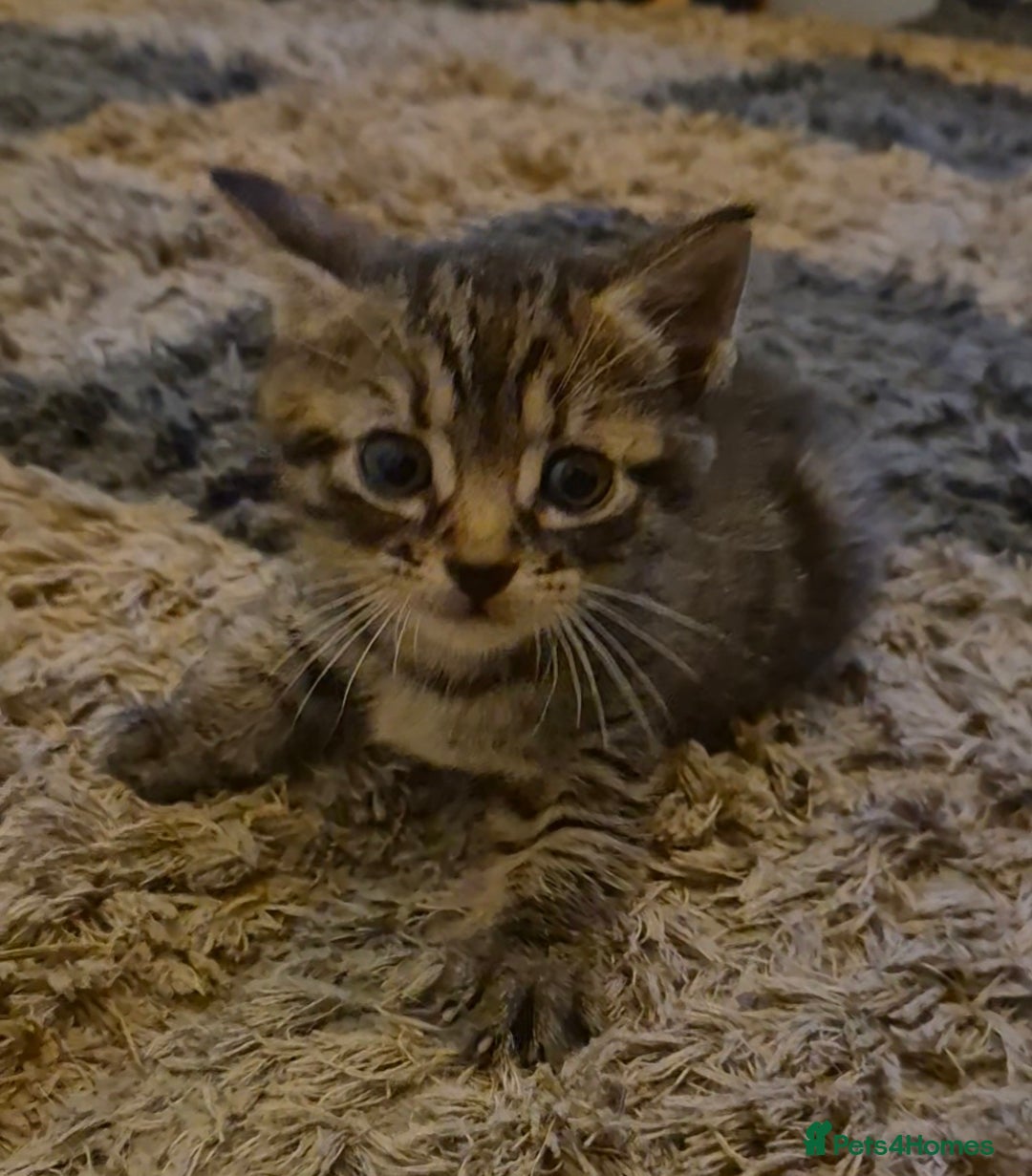 Mixed Breed cats for sale: kittens for sale  - Image 4