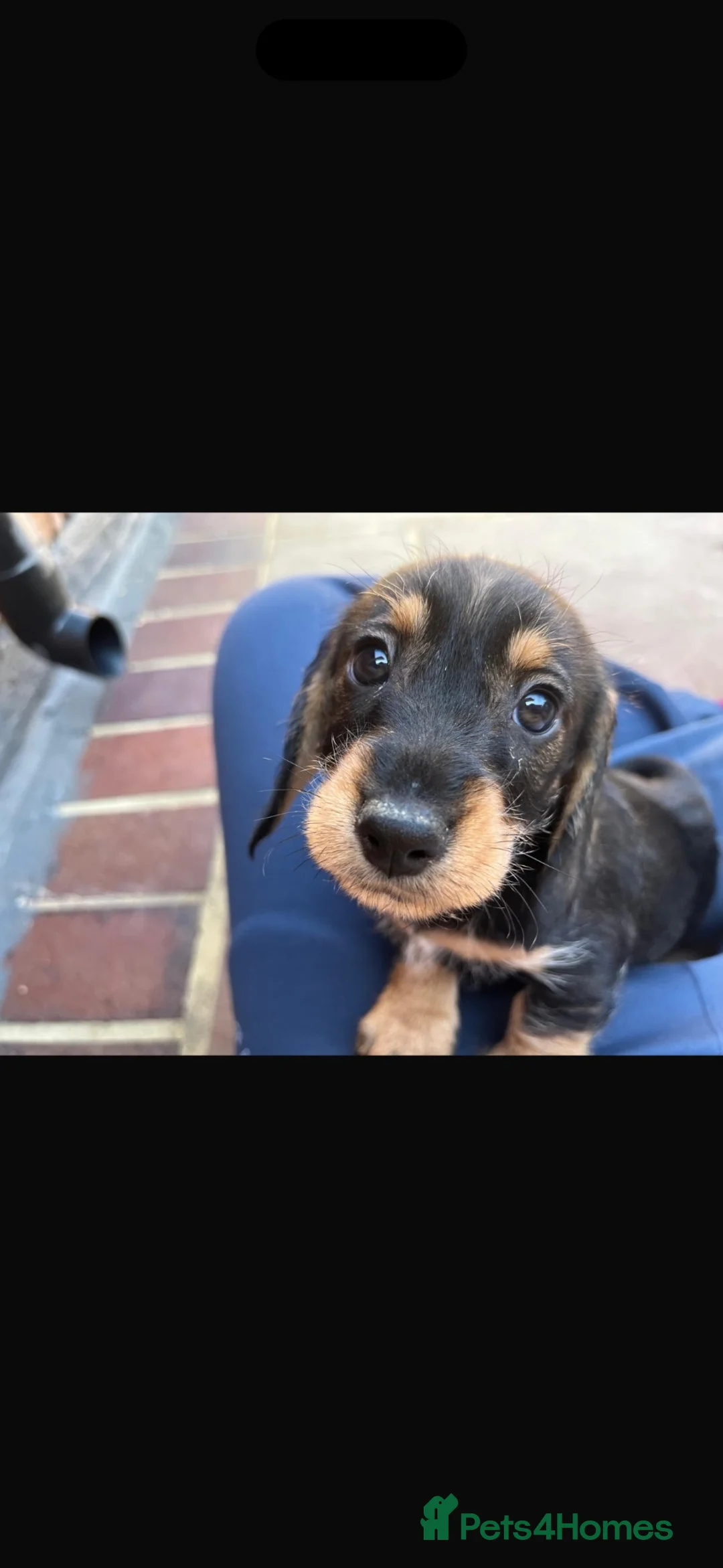 Dachshund dogs for sale: KC teckel/wirehaired dachshunds  - Advert 1
