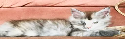 Maine Coon cats for sale: 6th Gen GCCF Pedigree Maine Coon Kitten - Advert 2