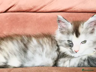 Maine Coon cats 6th Gen GCCF Pedigree Maine Coon Kitten - Advert 2