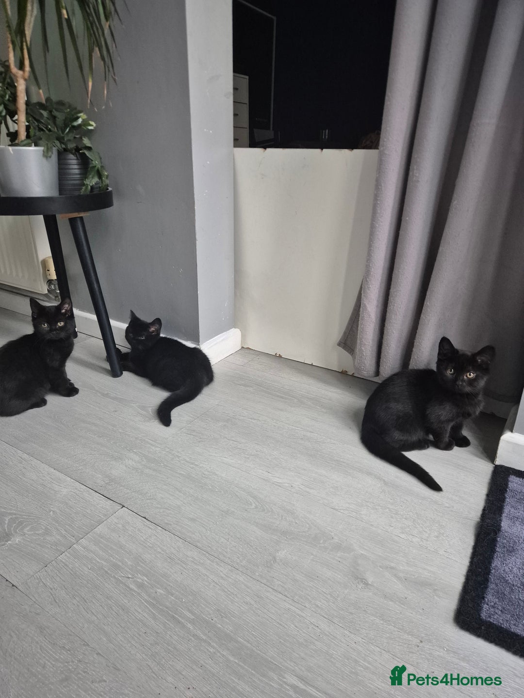 British Shorthair cats for sale: 5 british shorthair black noir - Image 11