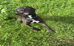 Mixed Breed dogs for sale: Coco canine  - Image 13